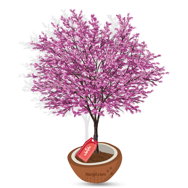  Nargil - eastern redbud